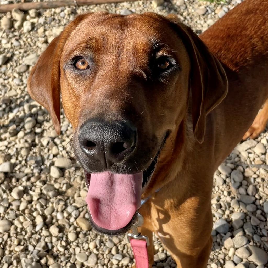 Enlarge Gunner, a Adoptable mixed breed in Columbia Station, OH image 1/6
