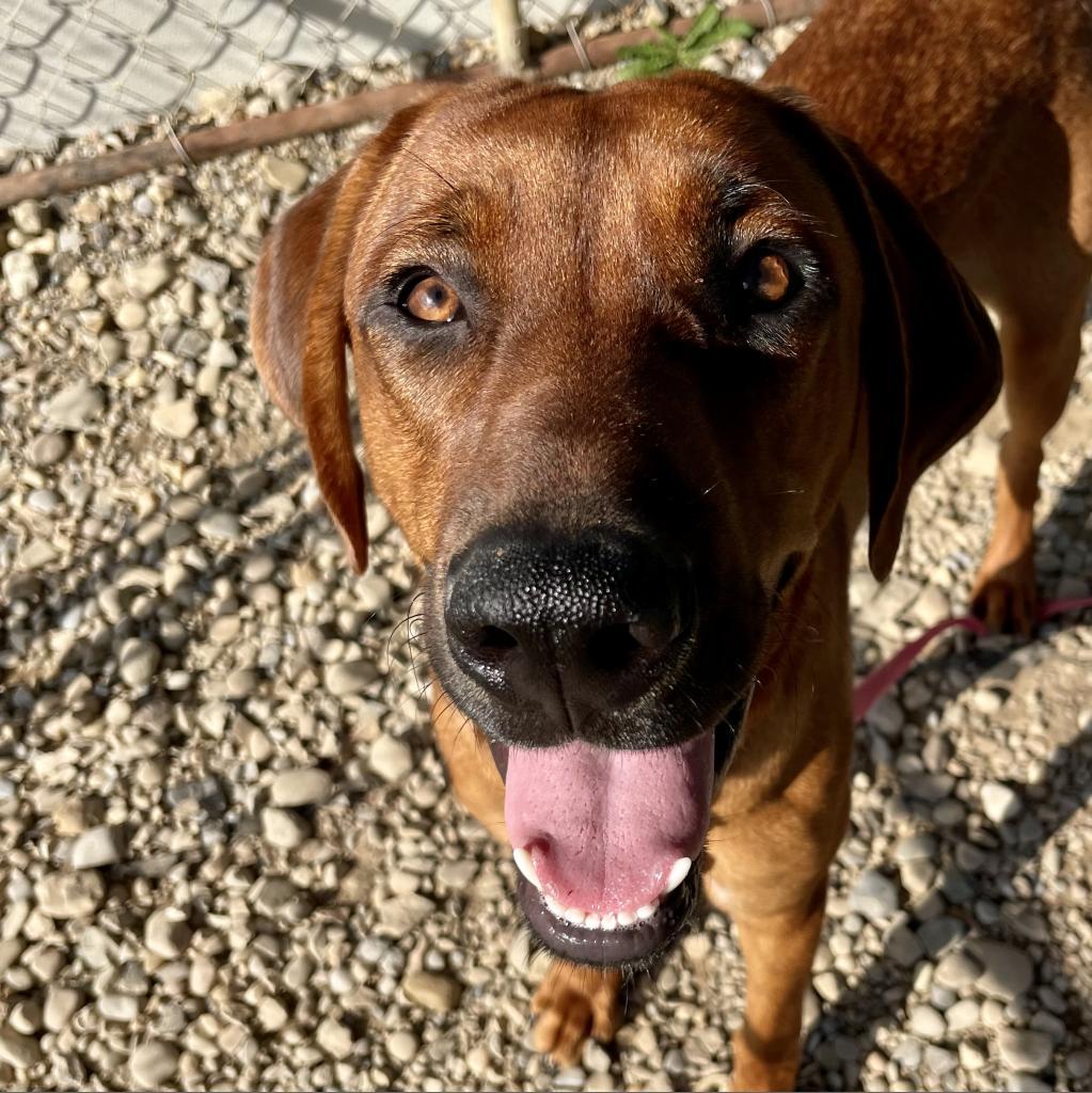 Enlarge Gunner, a Adoptable mixed breed in Columbia Station, OH image 2/6