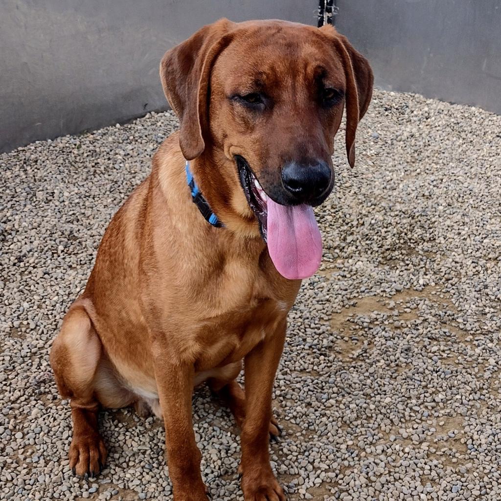 Enlarge Gunner, a Adoptable mixed breed in Columbia Station, OH image 3/6