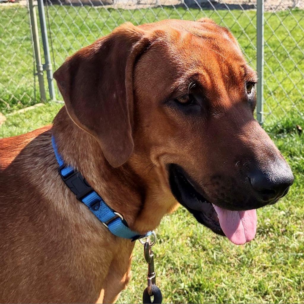 Enlarge Gunner, a Adoptable mixed breed in Columbia Station, OH image 4/6