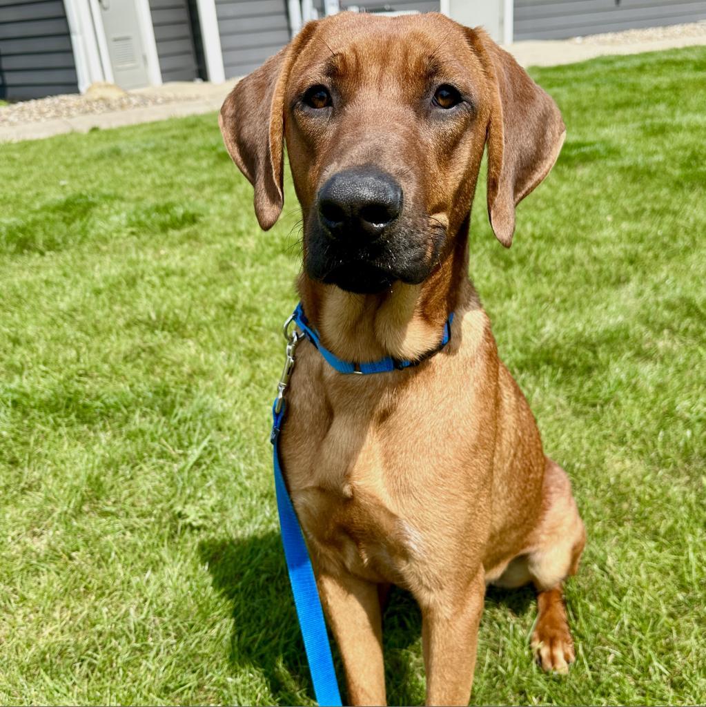 Enlarge Gunner, a Adoptable mixed breed in Columbia Station, OH image 5/6