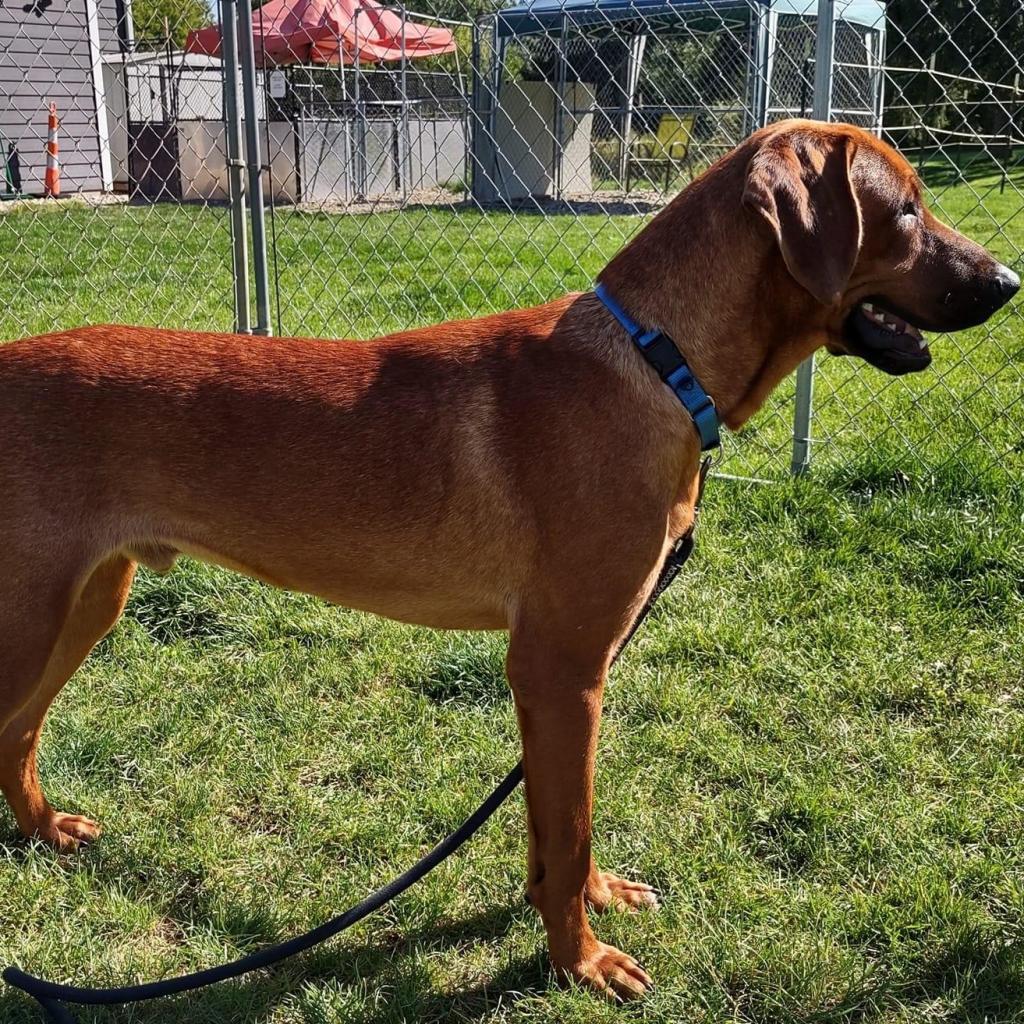 Enlarge Gunner, a Adoptable mixed breed in Columbia Station, OH image 6/6