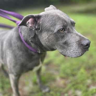 SAPPHIRE, ADOPTABLE, Senior Female Mixed Breed.