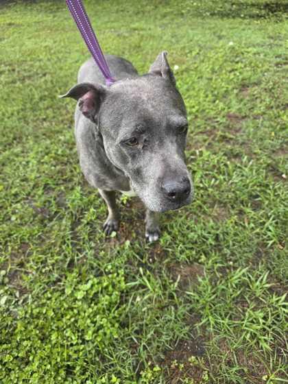 SAPPHIRE, a ADOPTABLE Mixed Breed in Fernandina Beach, FL image 2/2