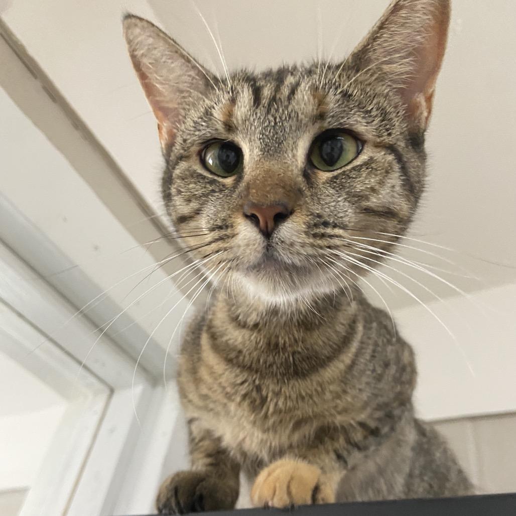 Janette, Adoptable, Adult Female Domestic Short Hair.