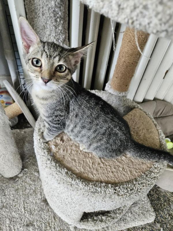 White Tip, Young Male Domestic Short Hair