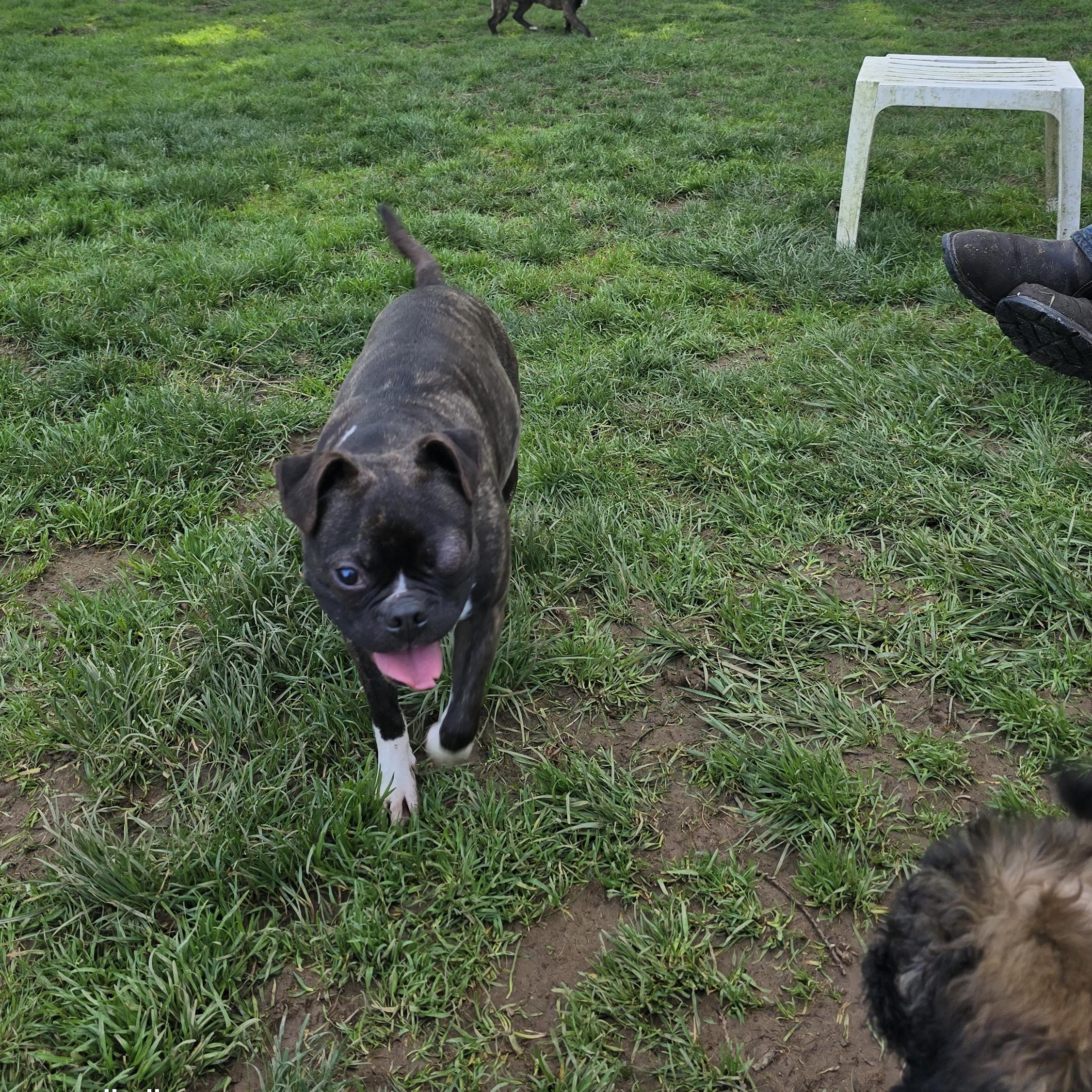 Enlarge Chief, an adoptable mixed breed in Winlock, WA image 2/6