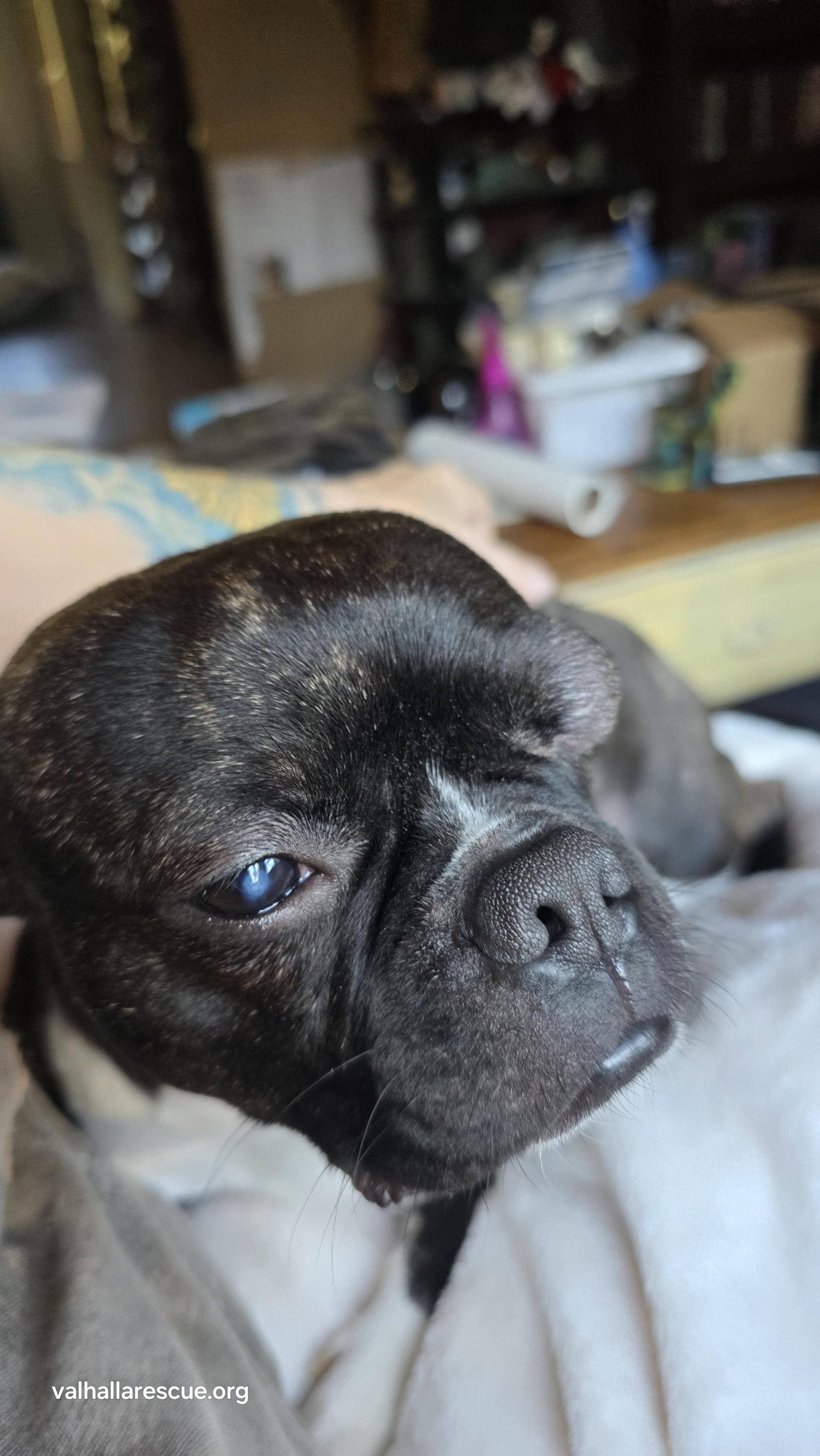 Enlarge Chief, an adoptable mixed breed in Winlock, WA image 3/6