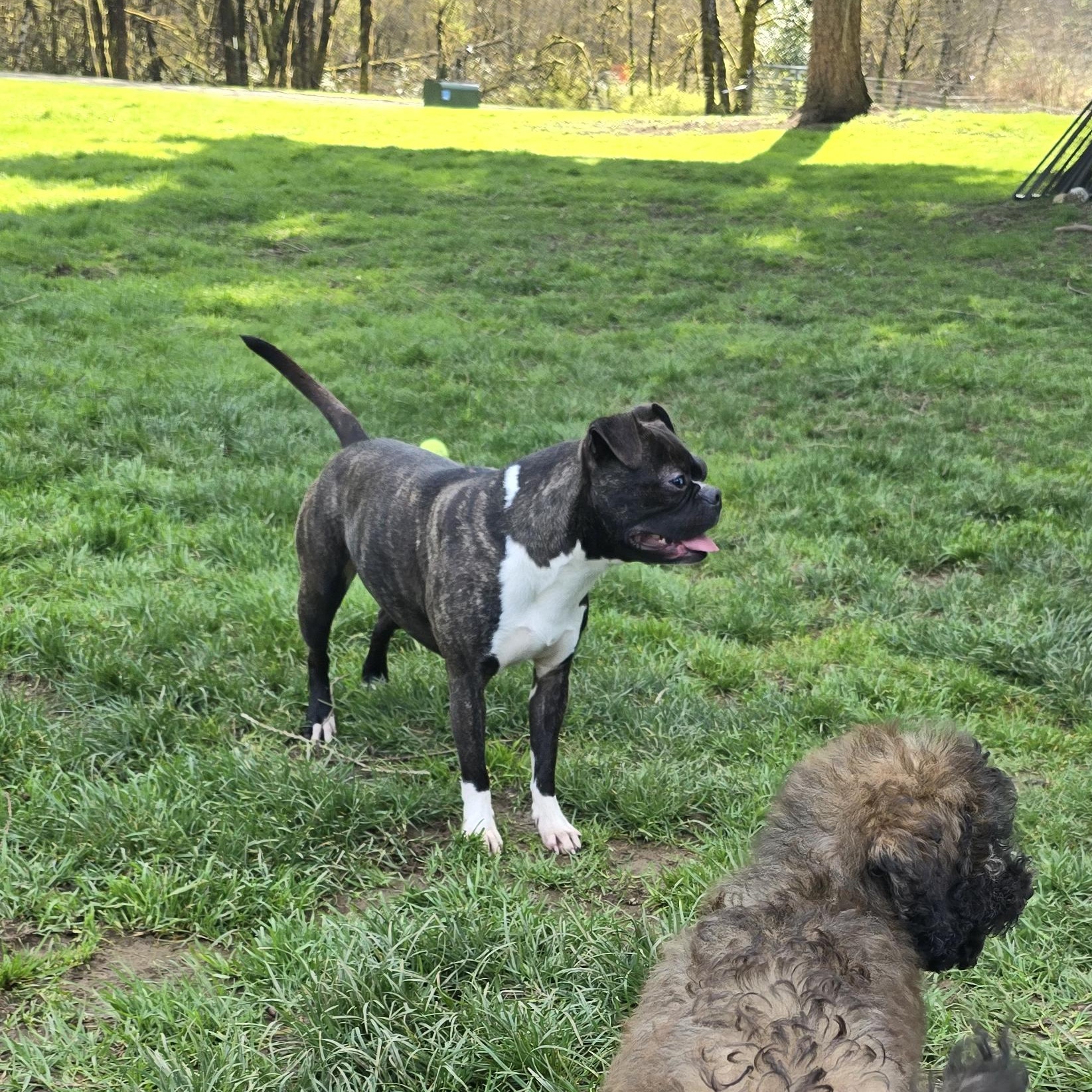 Enlarge Chief, an adoptable mixed breed in Winlock, WA image 5/6
