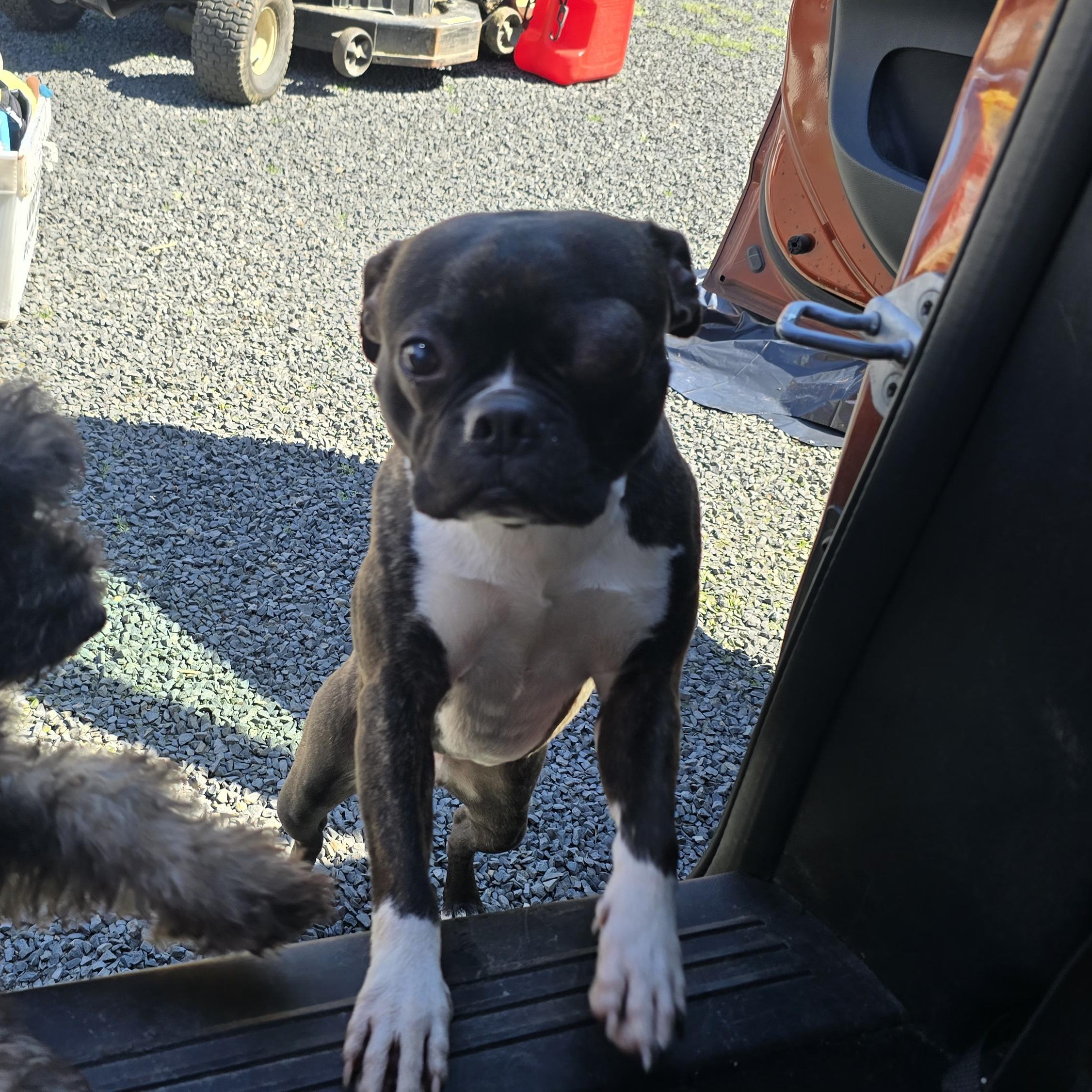 Enlarge Chief, an adoptable mixed breed in Winlock, WA image 6/6
