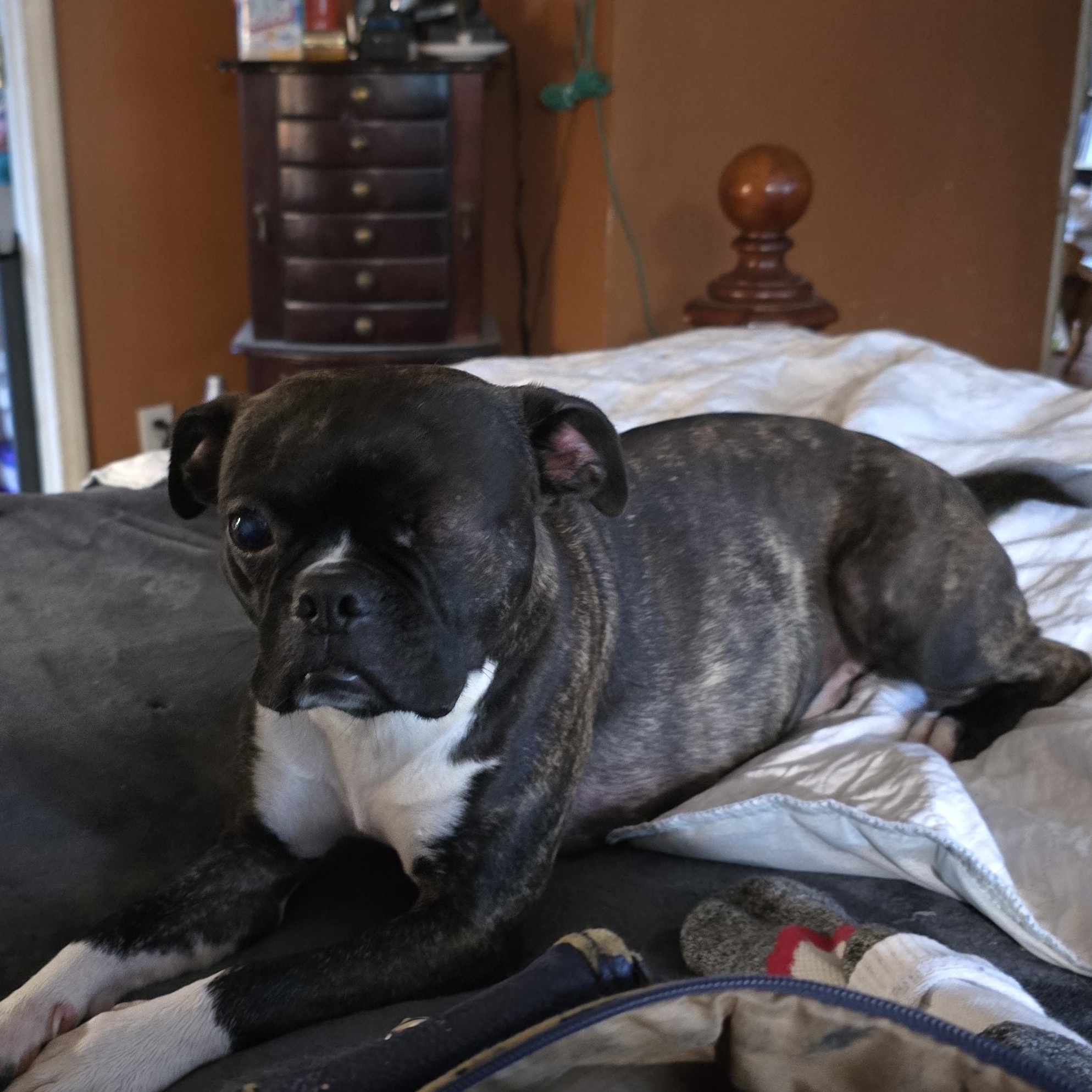 Chief, adoptable, Adult Male Boston Terrier & Pit Bull Terrier.