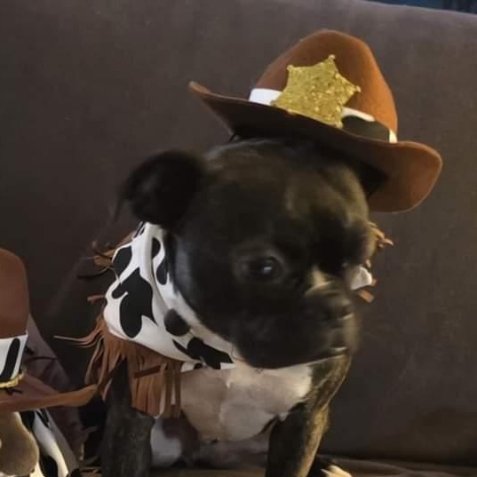 Enlarge Chief, an adoptable mixed breed in Winlock, WA image 4/6