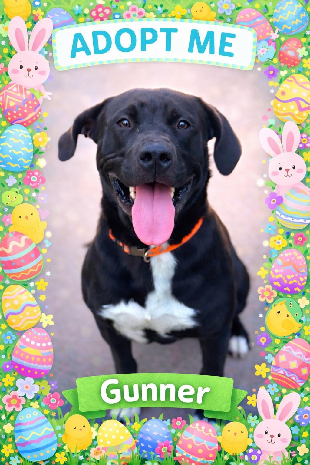 Enlarge Gunner, a ADOPTABLE mixed breed in Bowie, TX image 1/1