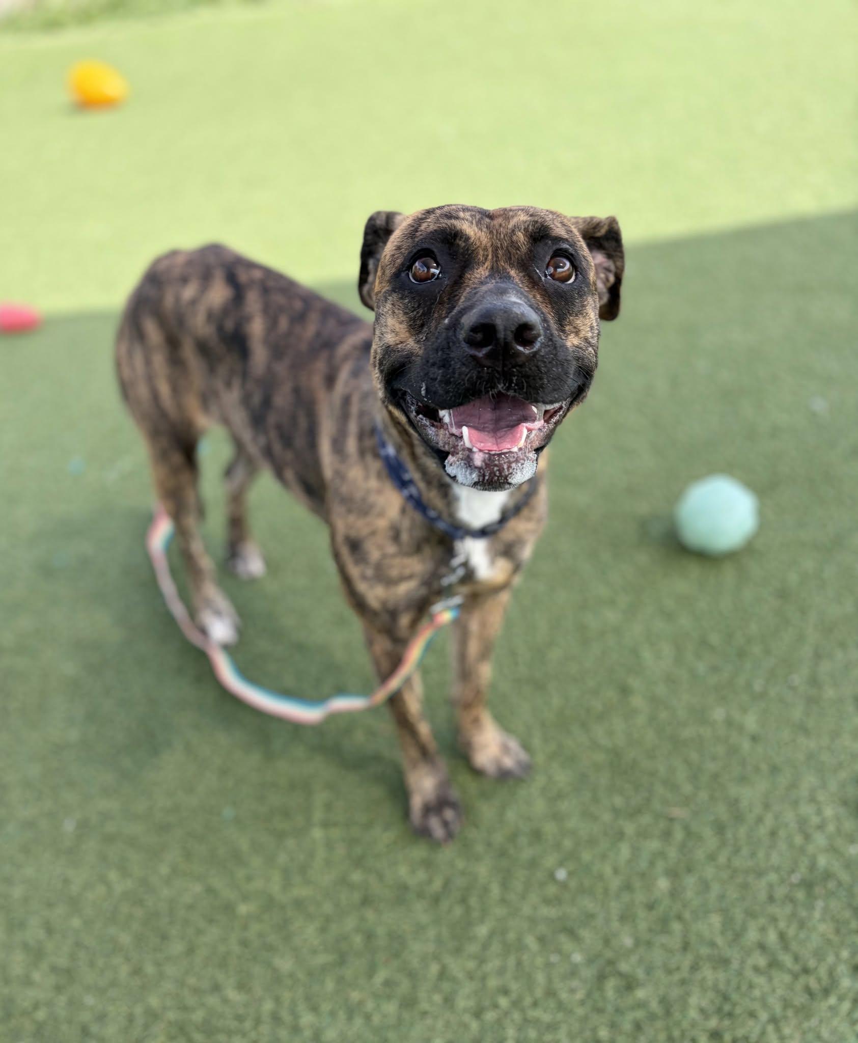 Enlarge Xena, a Adoptable mixed breed in Cleveland, OH image 2/5