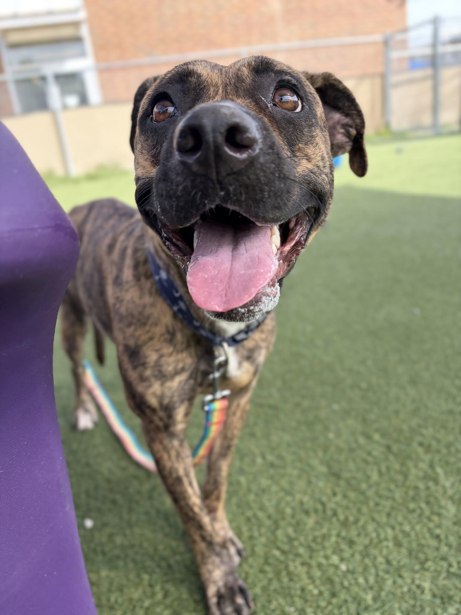 Enlarge Xena, a Adoptable mixed breed in Cleveland, OH image 1/5