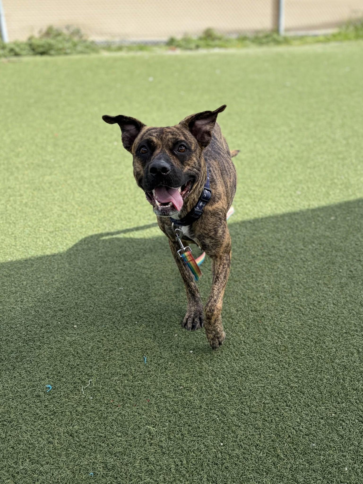 Enlarge Xena, a Adoptable mixed breed in Cleveland, OH image 3/5