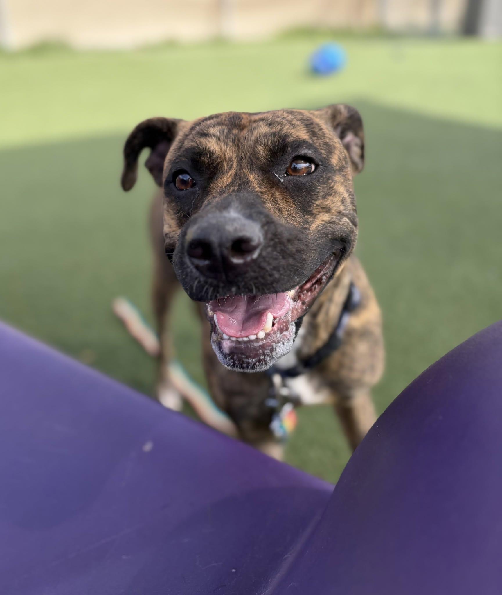 Enlarge Xena, a Adoptable mixed breed in Cleveland, OH image 4/5
