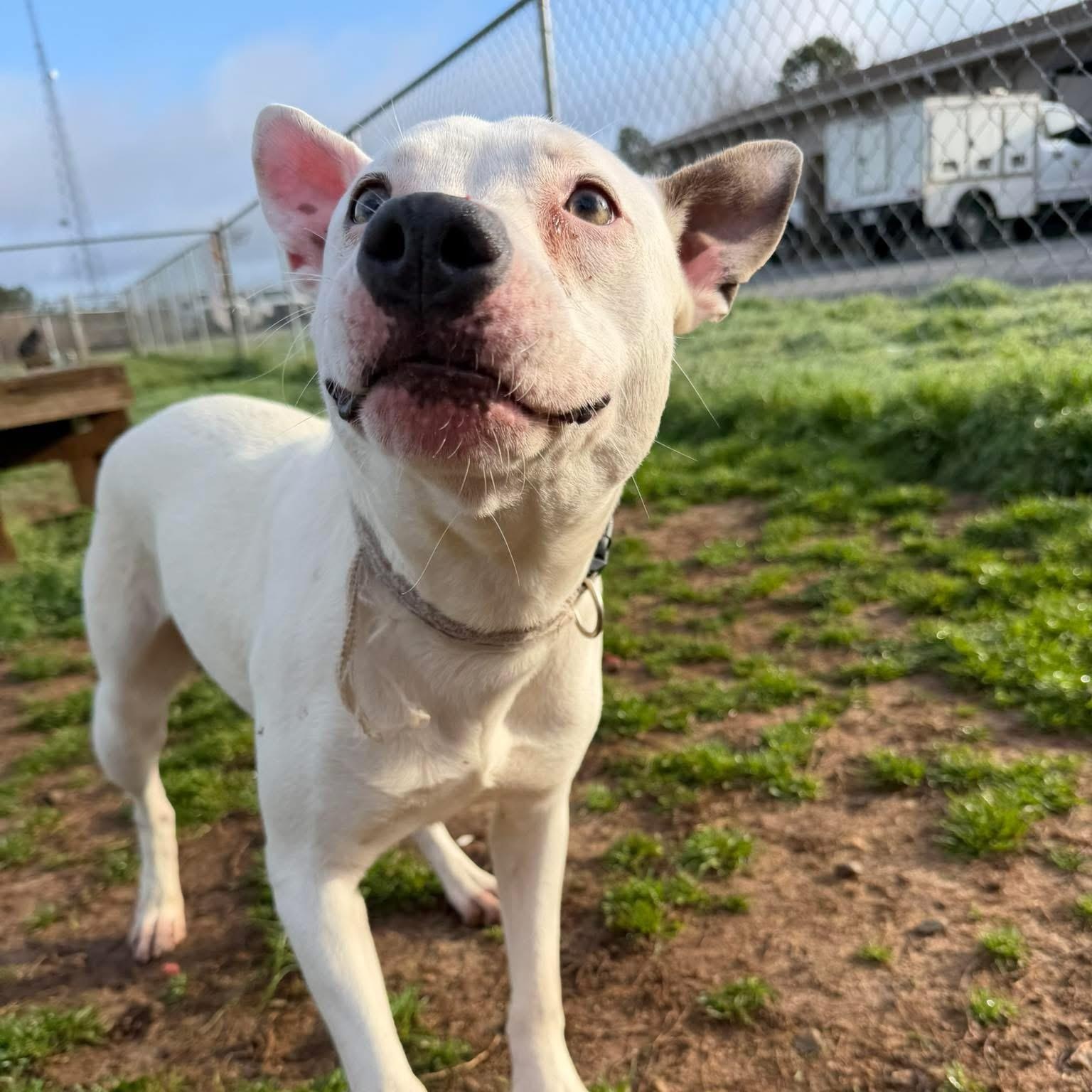 Stella, an adopted Bull Terrier in Powell, TN image 2/2