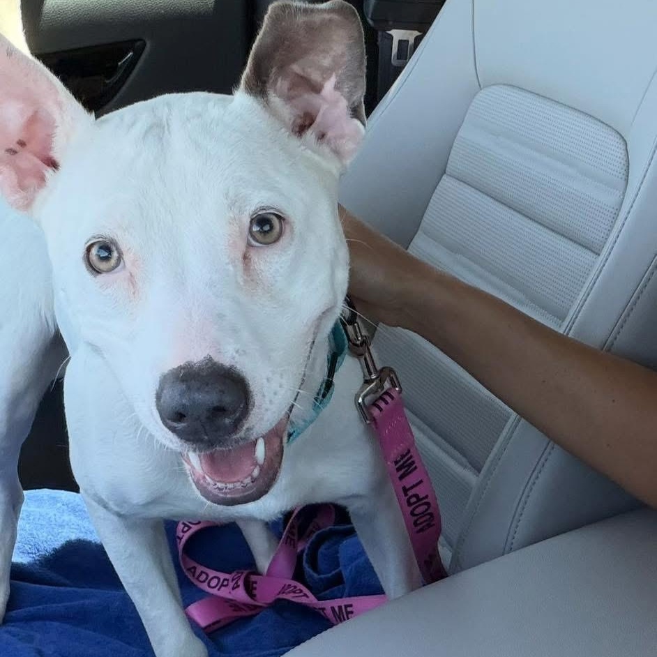 Stella, an adopted Bull Terrier in Powell, TN image 1/2