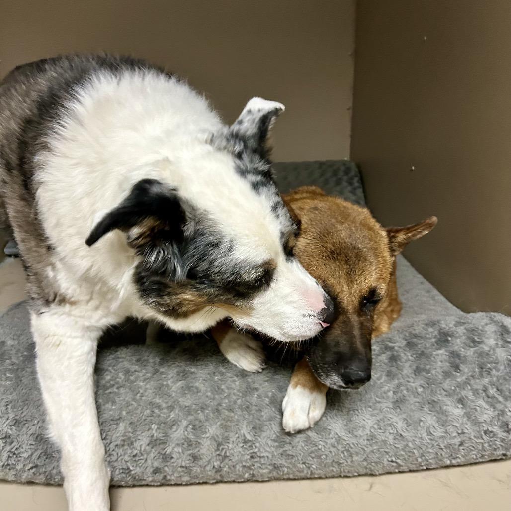 Sheerah, a Adoptable mixed breed in Henderson, NV image 2/3