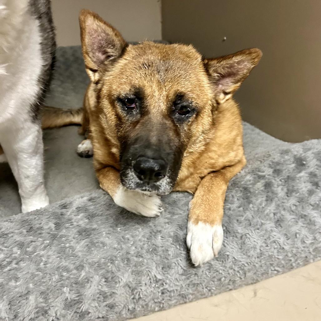 Sheerah, a Adoptable mixed breed in Henderson, NV image 3/3