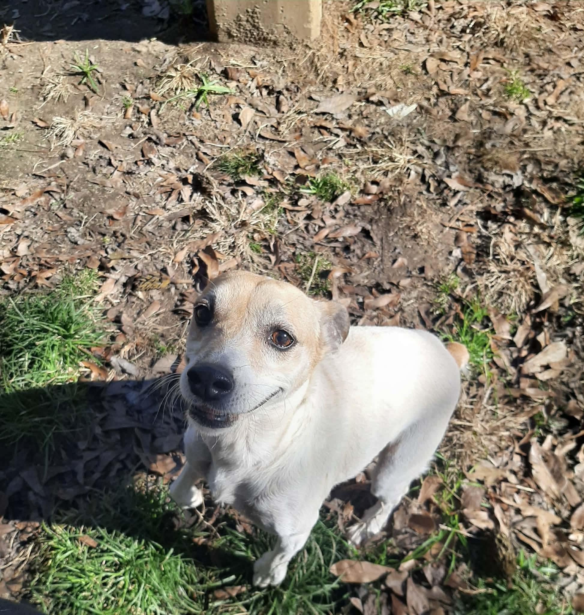 Enlarge Mercy x, a Adoptable mixed breed in Eatontown, NJ image 1/5