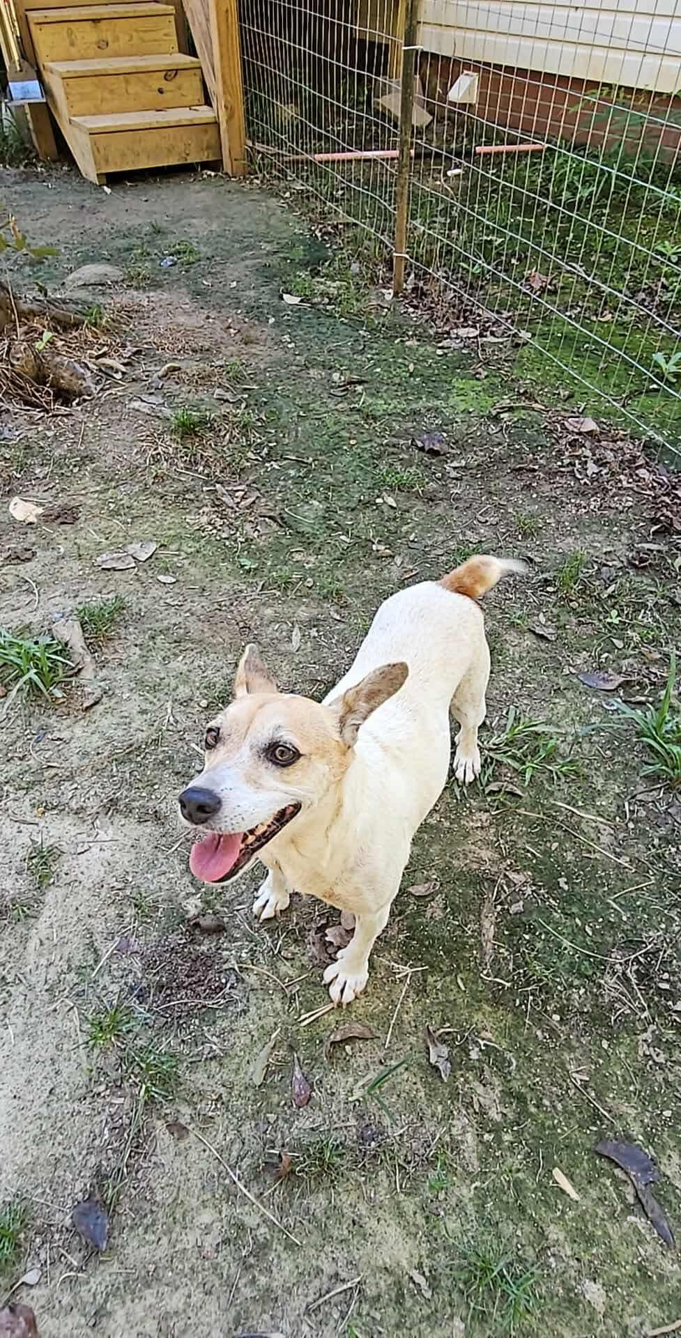 Enlarge Mercy x, a Adoptable mixed breed in Eatontown, NJ image 2/5