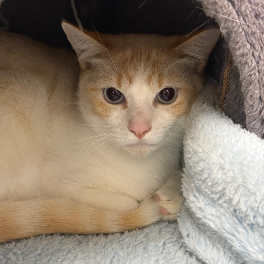 Peeta, a Adoptable Domestic Short Hair in Fort Bragg, CA image 1/2