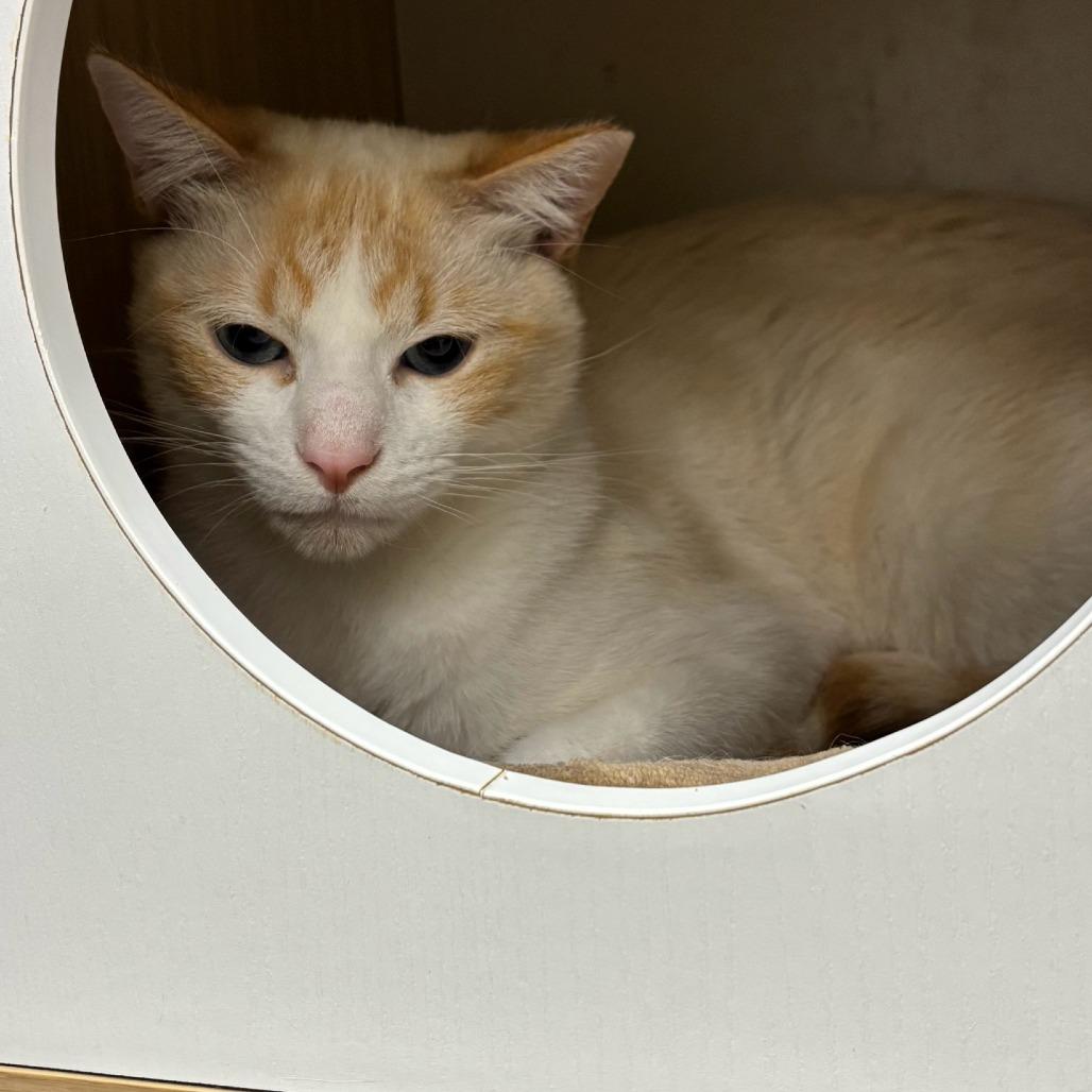 Peeta, a Adoptable Domestic Short Hair in Fort Bragg, CA image 2/2