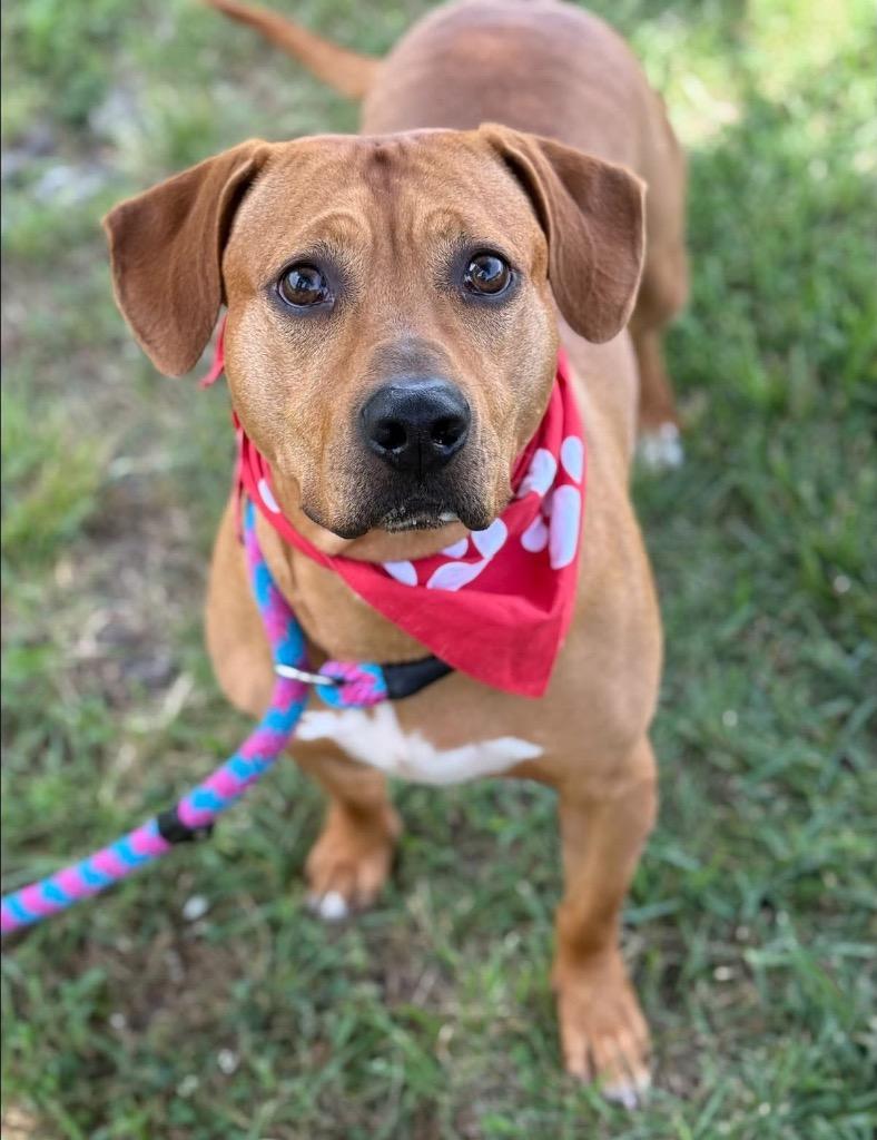 Geezer, Adoptable, Adult Male Rhodesian Ridgeback & Labrador Retriever.