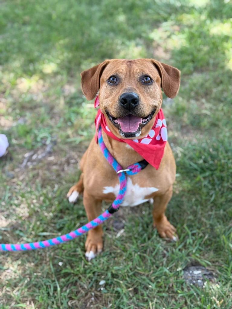 Enlarge Geezer, a Adoptable mixed breed in Carthage, MO image 2/4