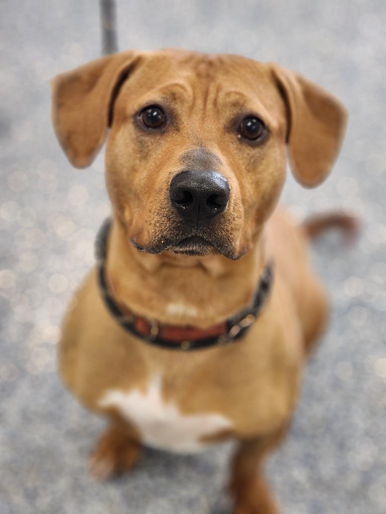 Enlarge Geezer, a Adoptable mixed breed in Carthage, MO image 1/4