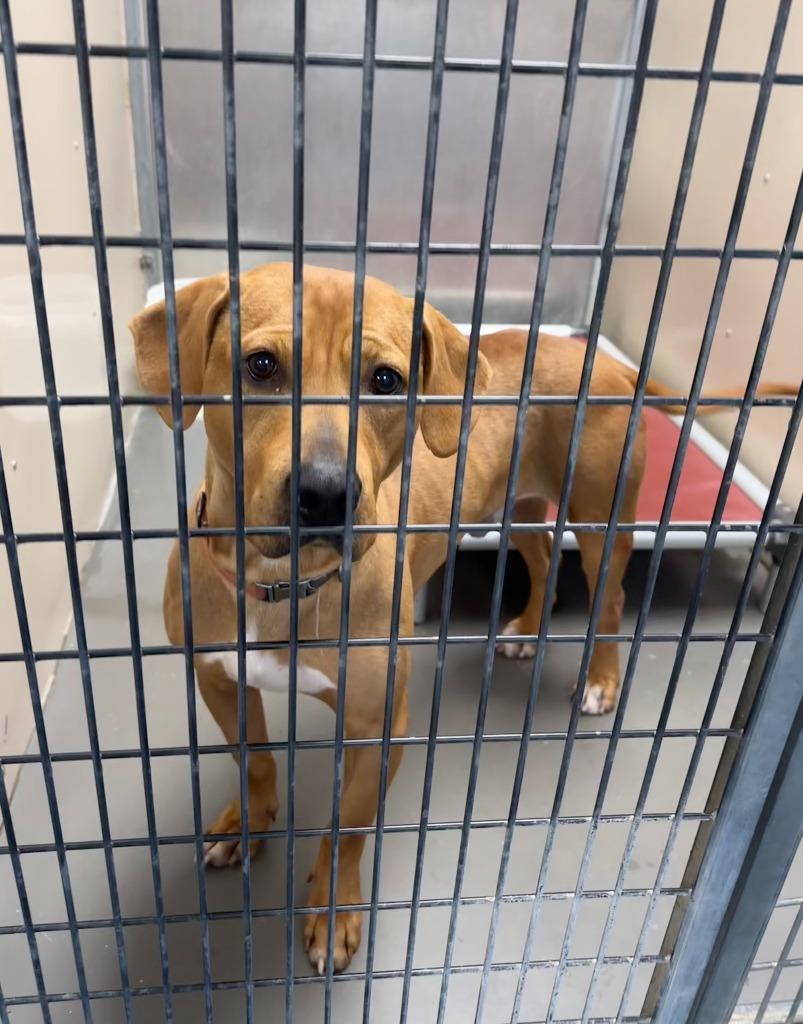 Enlarge Geezer, a Adoptable mixed breed in Carthage, MO image 3/4