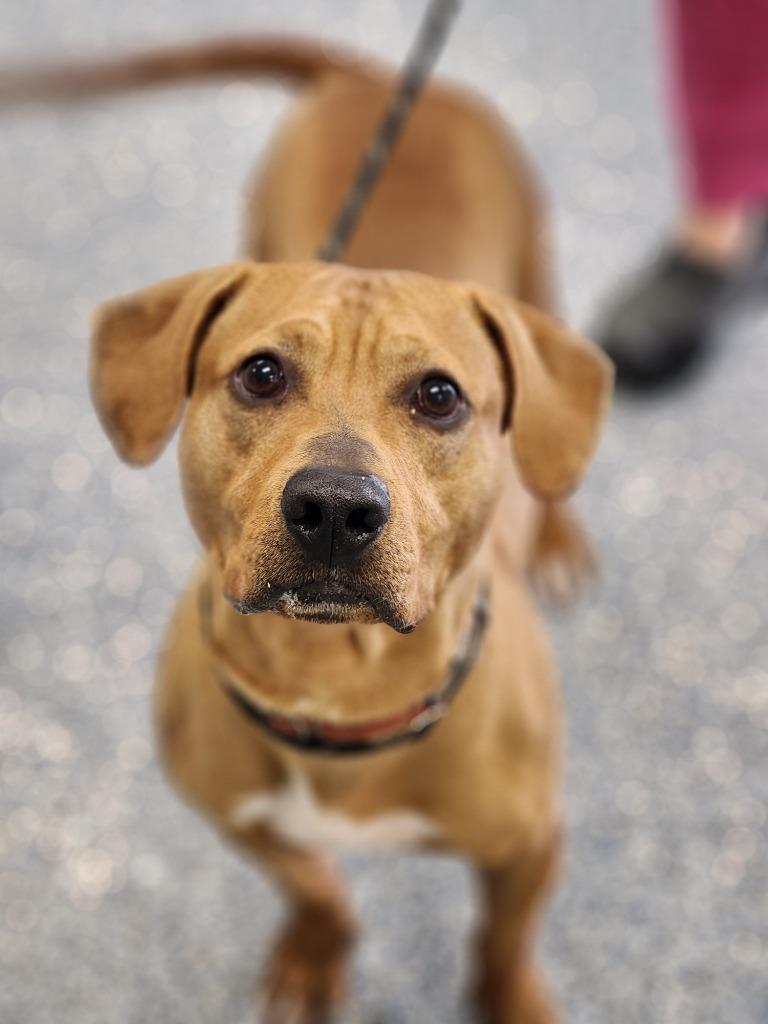 Enlarge Geezer, a Adoptable mixed breed in Carthage, MO image 2/4