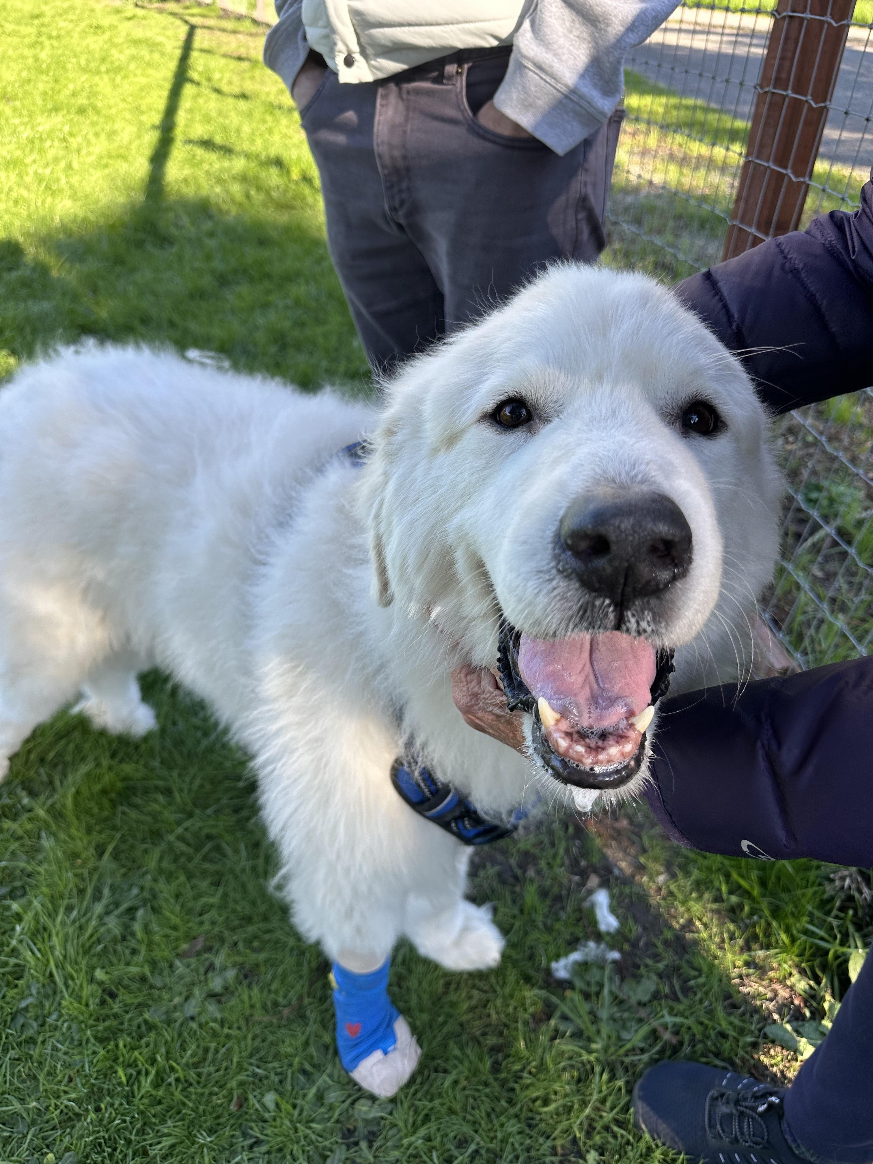 Enlarge Jasper, a ADOPTABLE Great Pyrenees in Petaluma, CA image 1/3