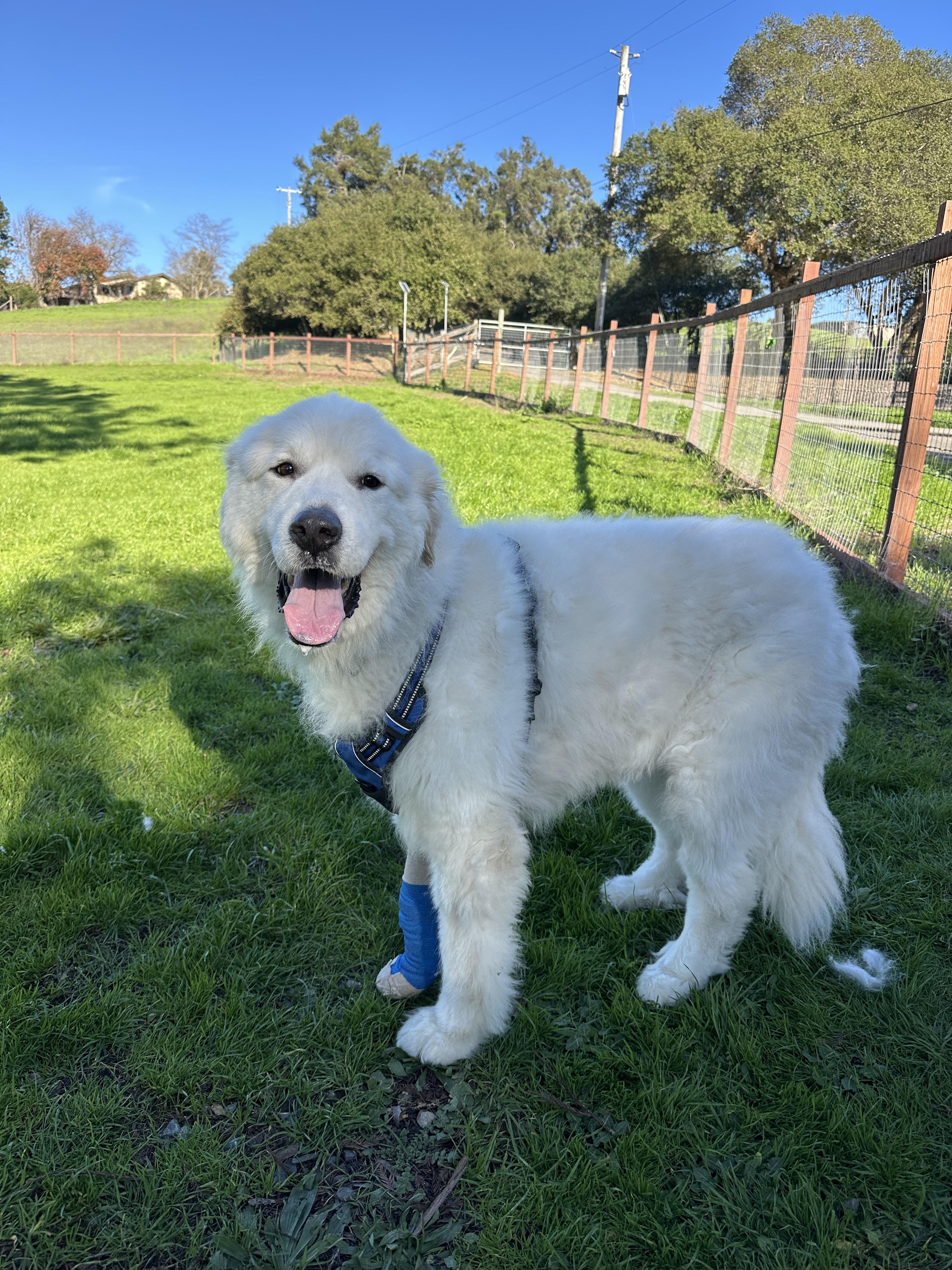 Enlarge Jasper, a ADOPTABLE Great Pyrenees in Petaluma, CA image 3/3