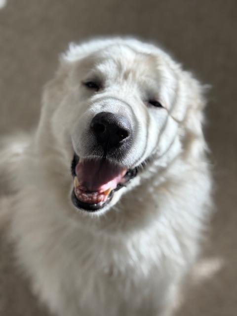Enlarge Jasper, a ADOPTABLE Great Pyrenees in Petaluma, CA image 2/3