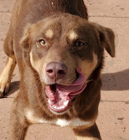 Myra, Adoptable, Puppy Female Collie & Mixed Breed.