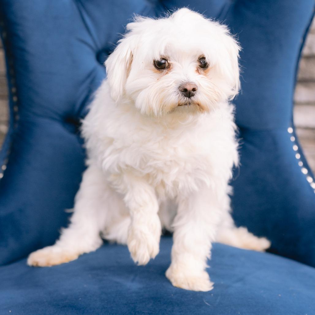 Diane, ADOPTABLE, Adult Female Maltese.