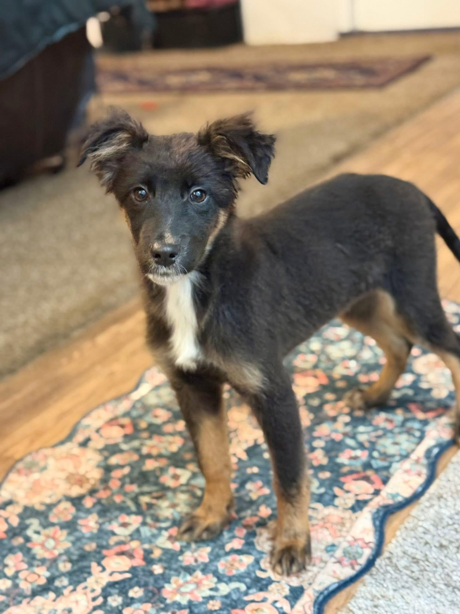 Lizzo, a Adoptable mixed breed in Portland , OR image 2/2