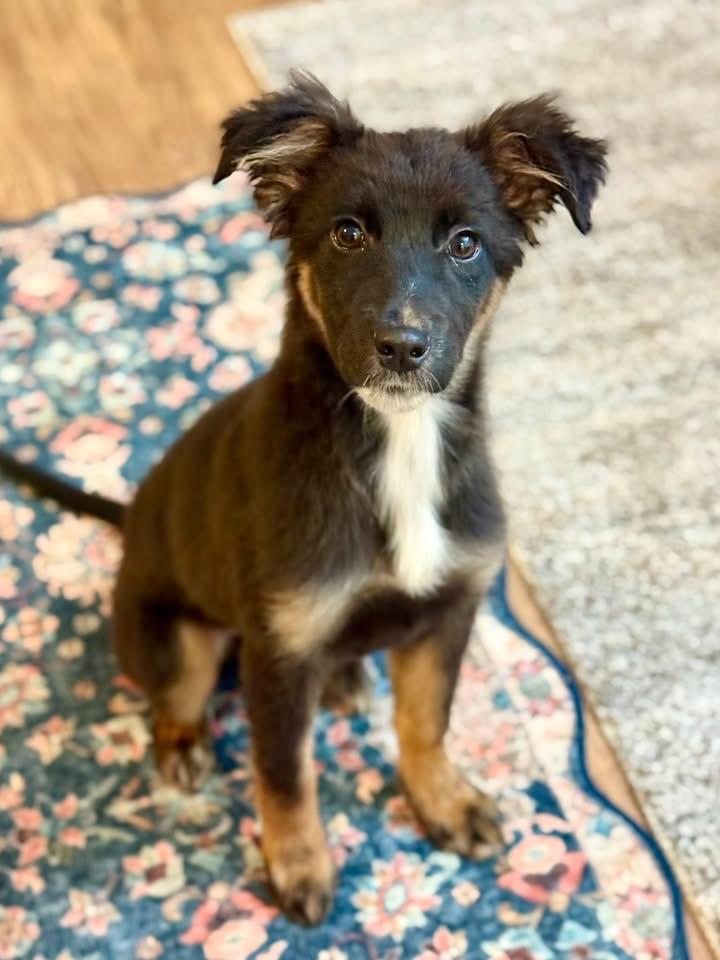 Lizzo, a Adoptable mixed breed in Portland , OR image 1/2