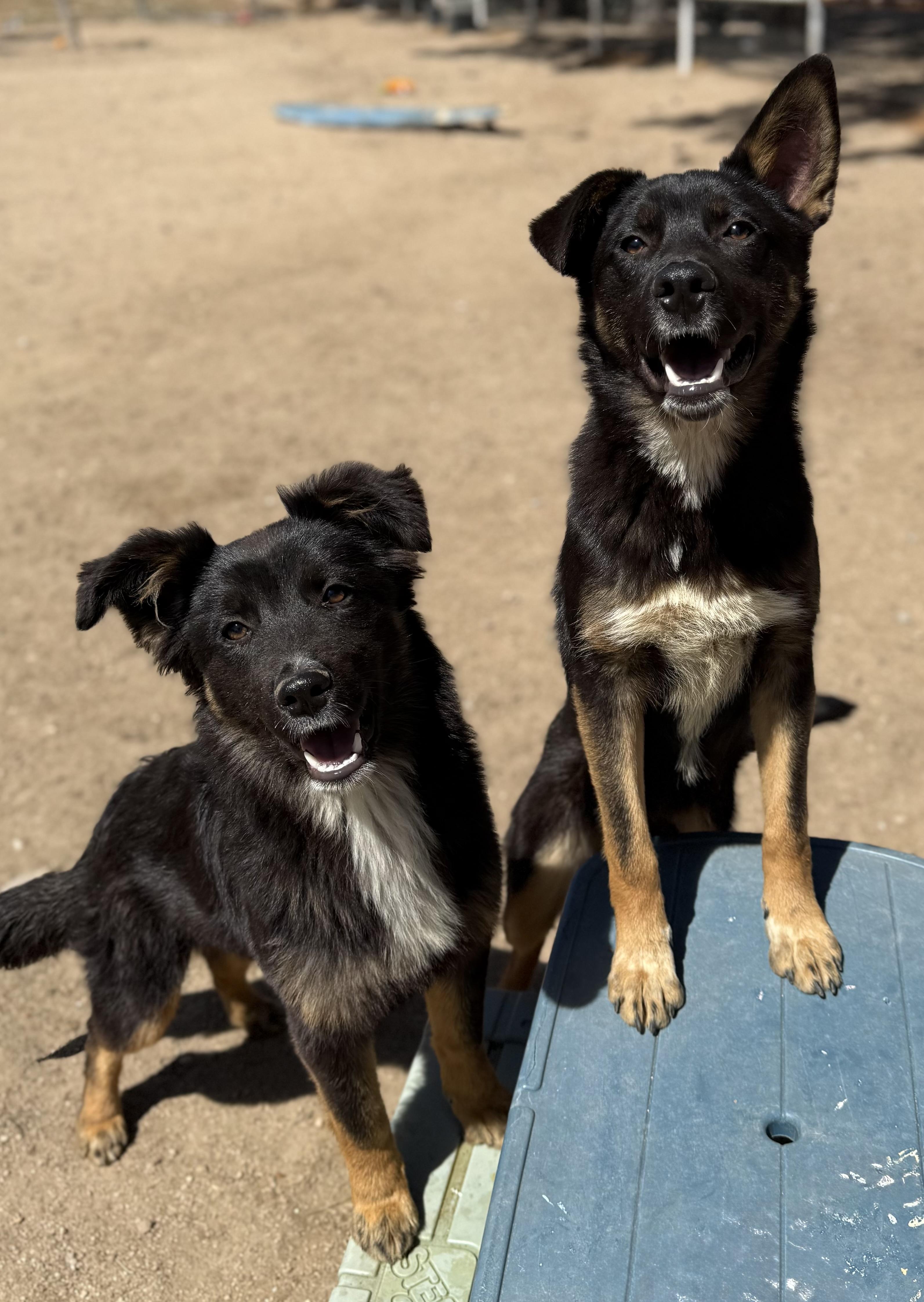 Enlarge Lizzo, a Adoptable mixed breed in Portland , OR image 4/4