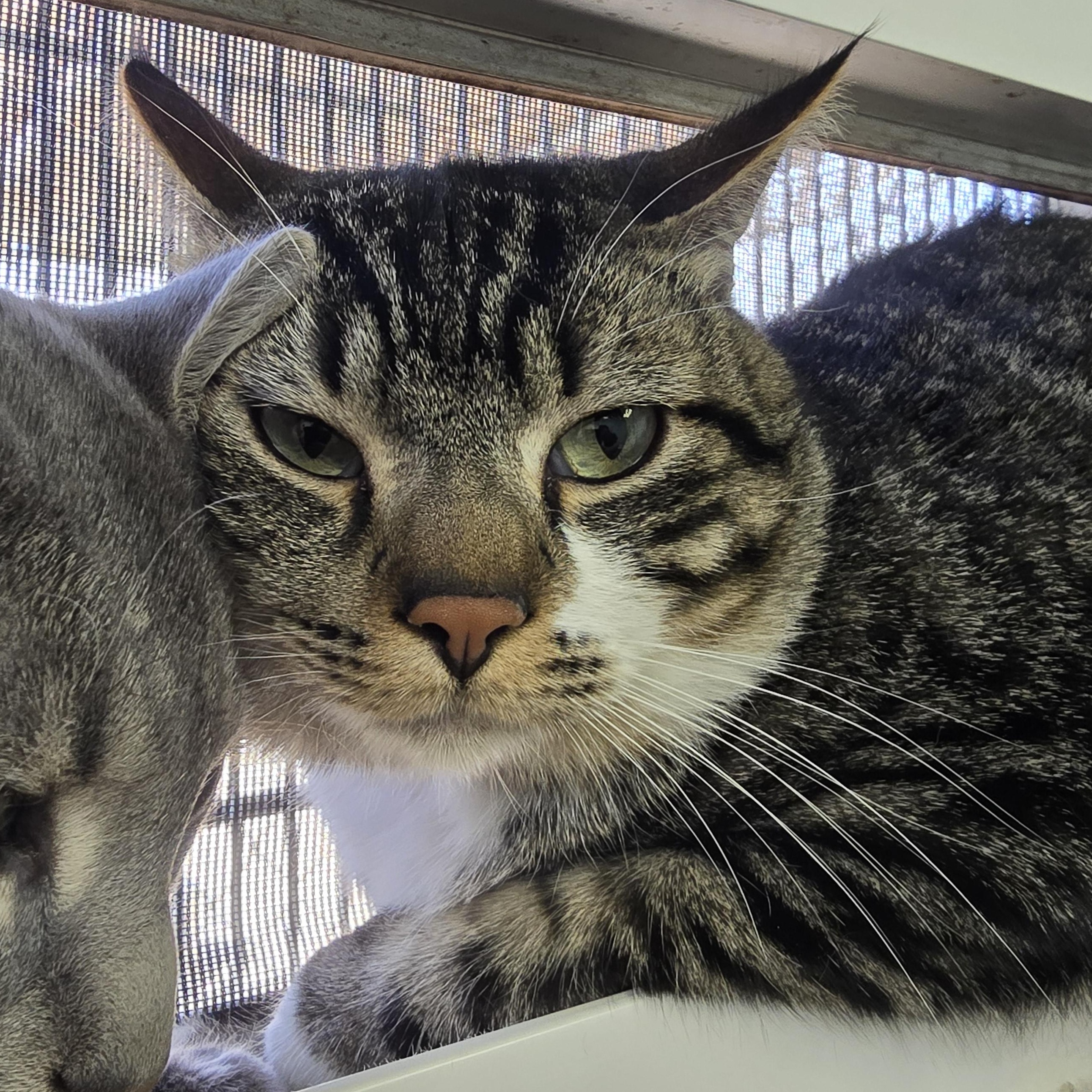 Gus, Adoptable, Young Male Domestic Short Hair.