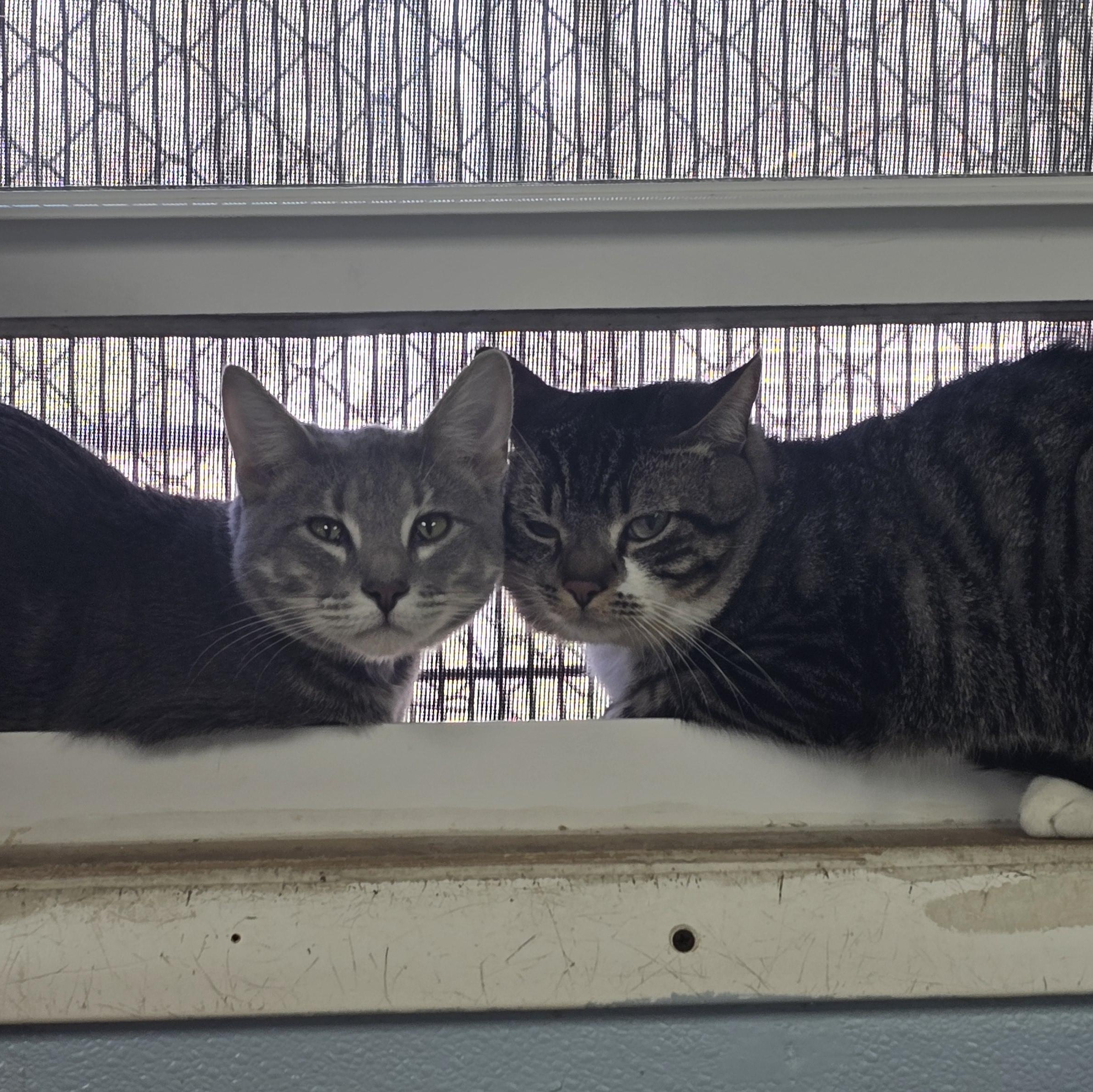 Gus, a Adoptable Domestic Short Hair in Farmington, MO image 3/3