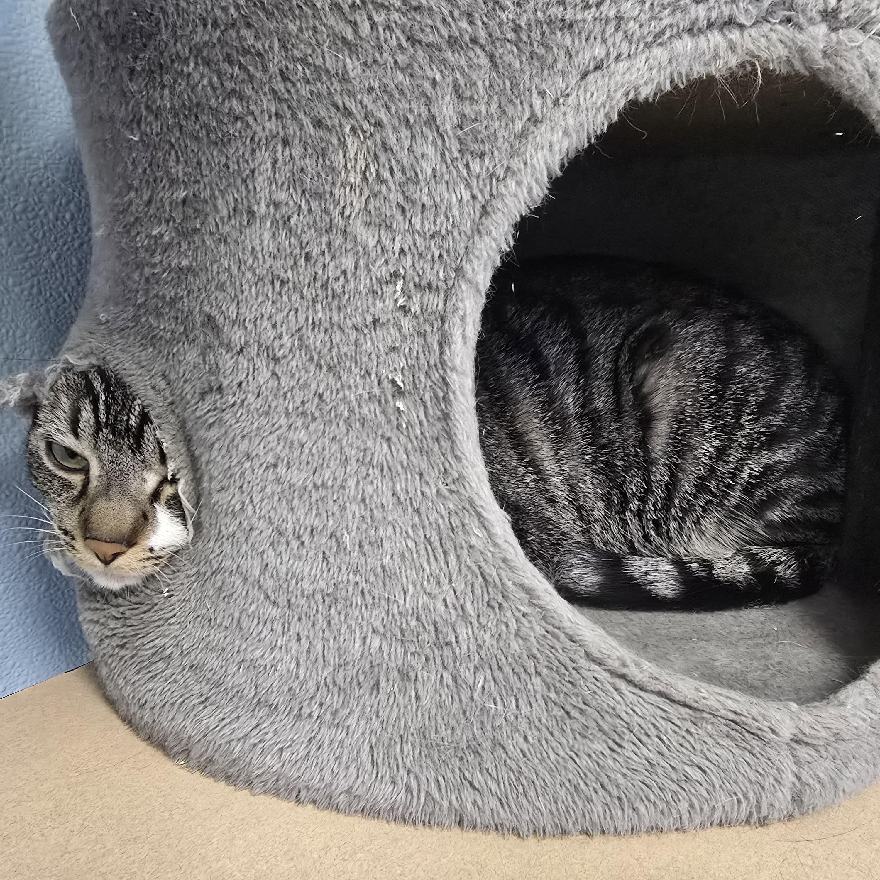 Gus, a Adoptable Domestic Short Hair in Farmington, MO image 2/3