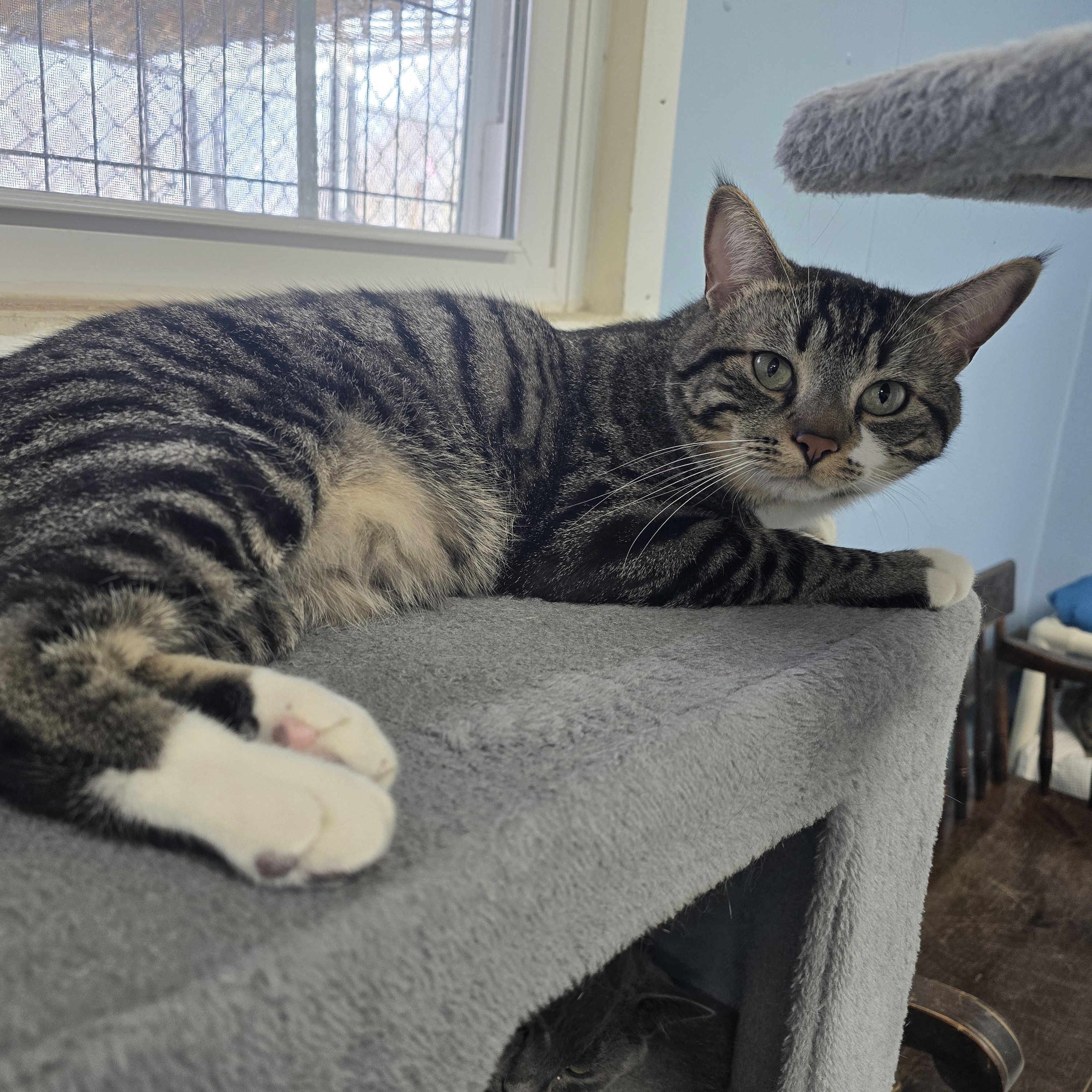 Gus, Adoptable, Young Male Domestic Short Hair.