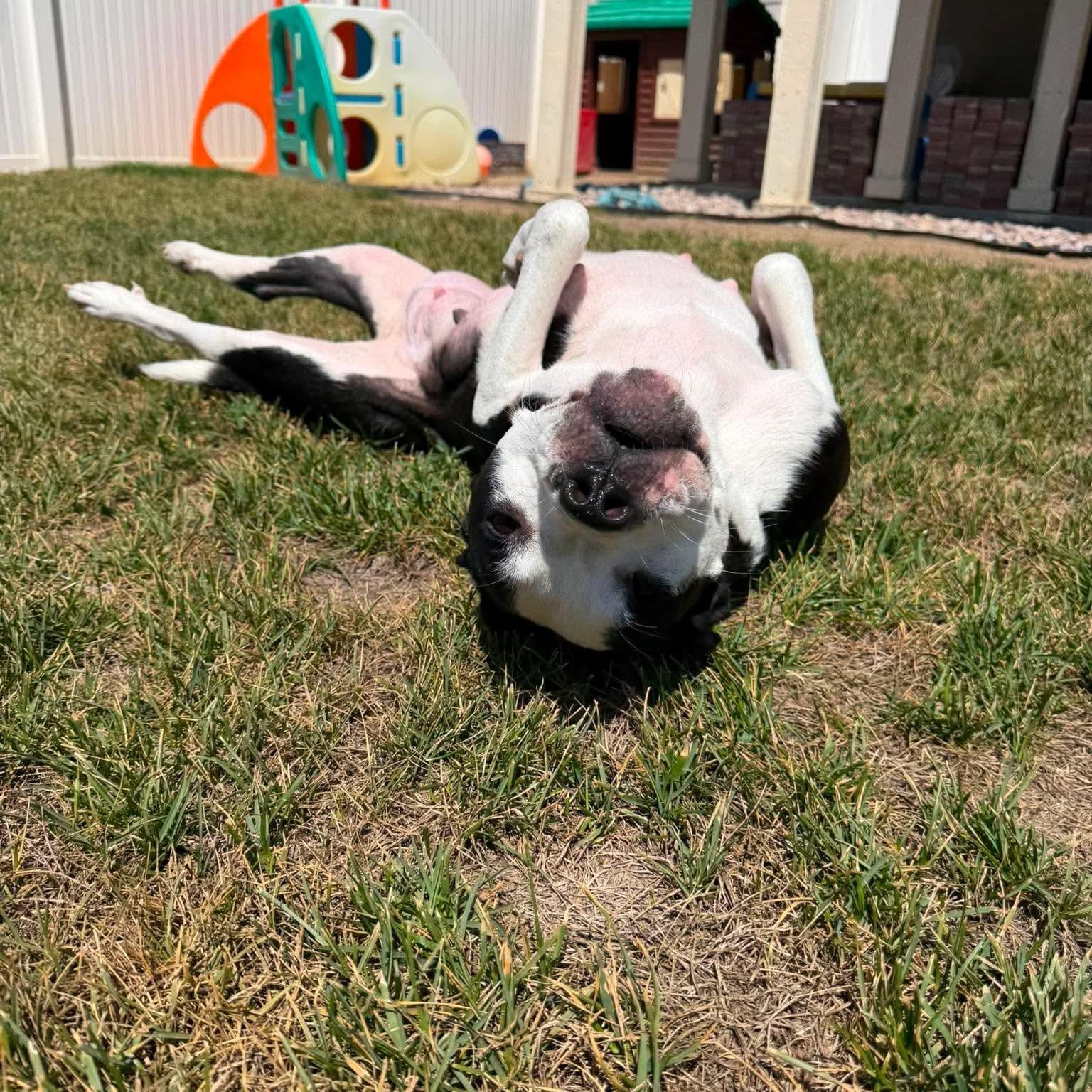 Enlarge Sequoia, a Adoptable mixed breed in Mead, CO image 2/6