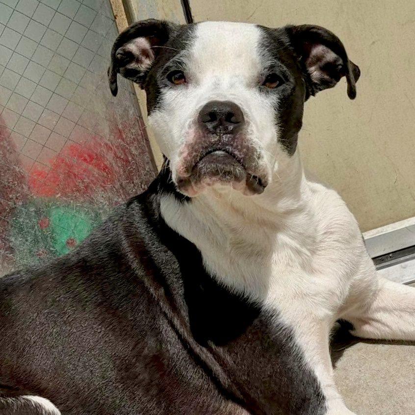 Sequoia, Adoptable, Young Female Boxer & Pit Bull Terrier.