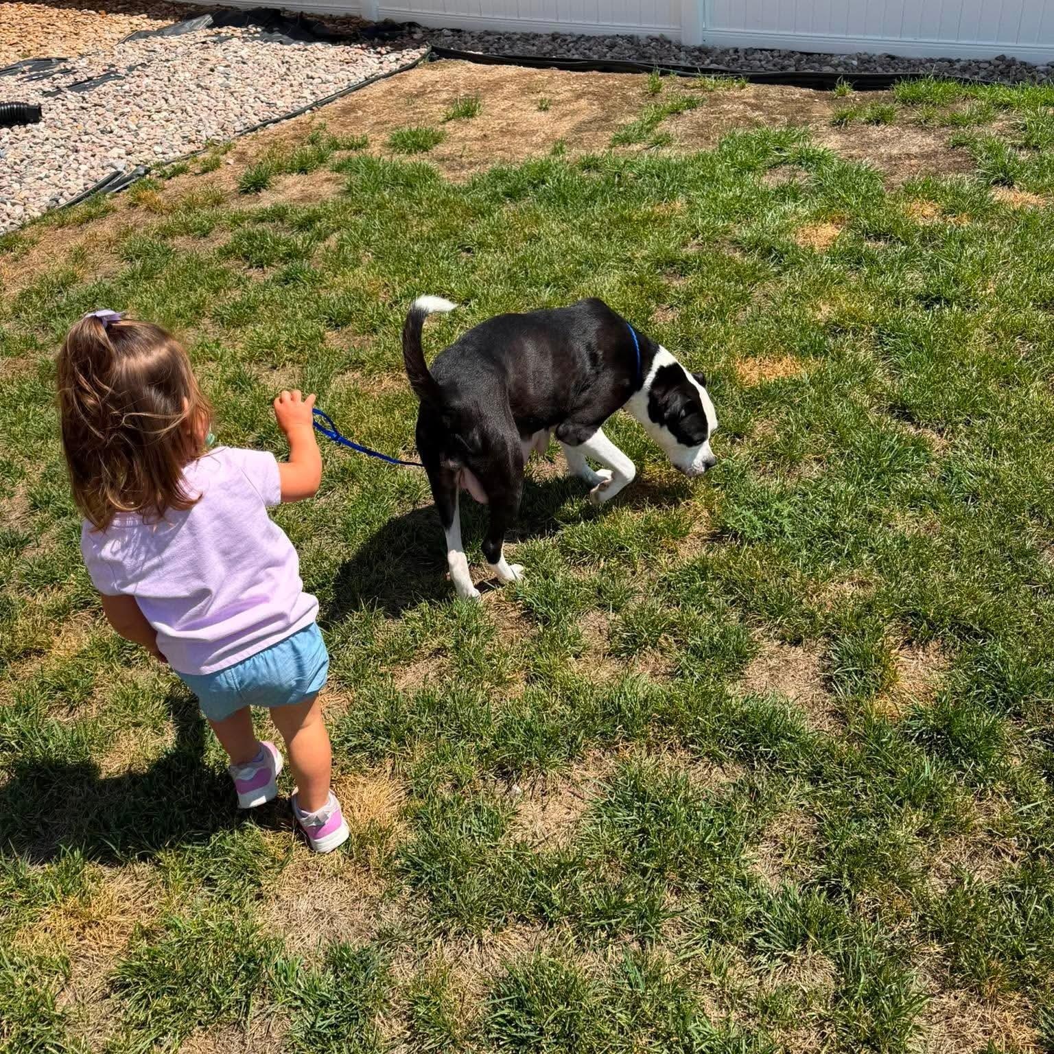 Enlarge Sequoia, a Adoptable mixed breed in Mead, CO image 5/6
