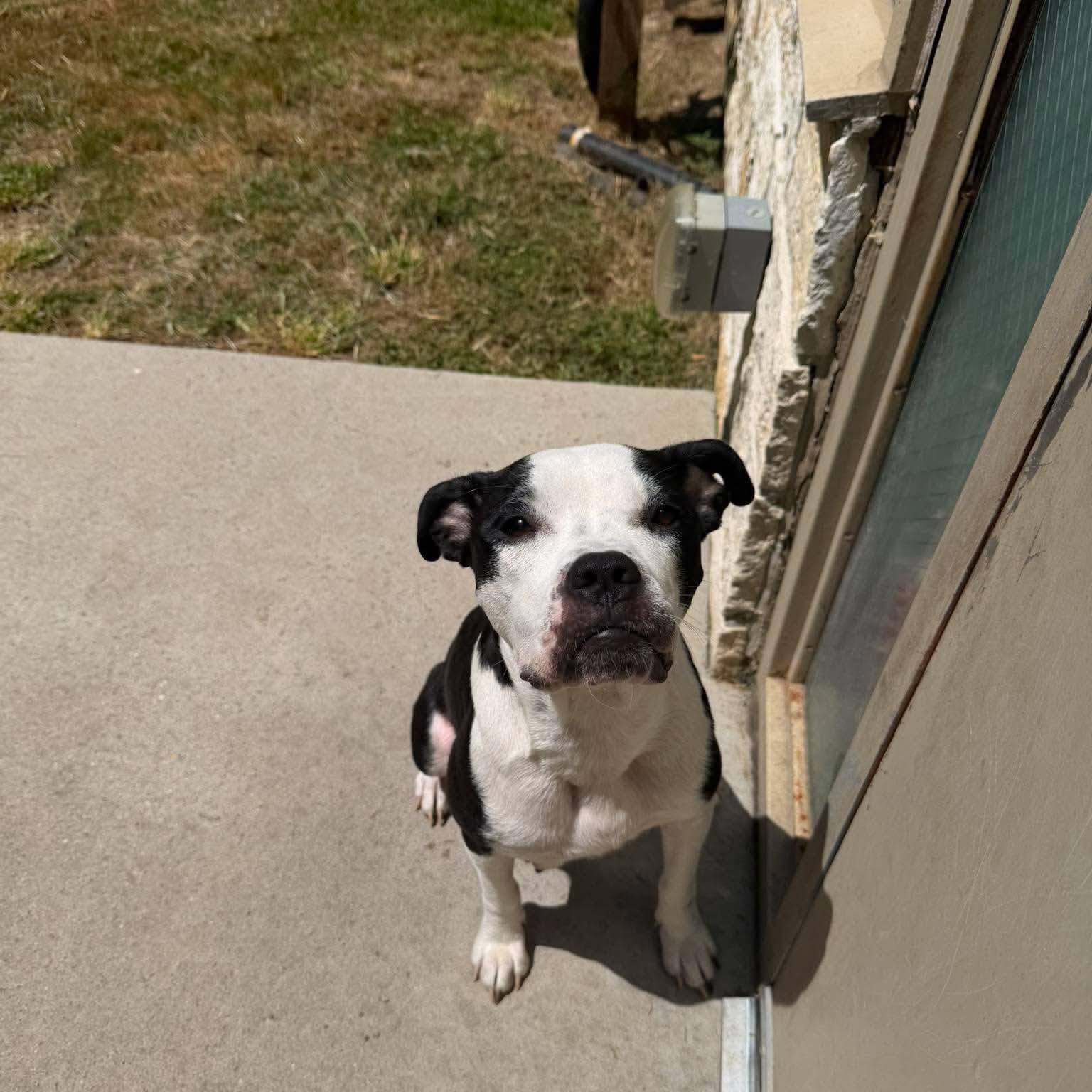 Enlarge Sequoia, a Adoptable mixed breed in Mead, CO image 3/6